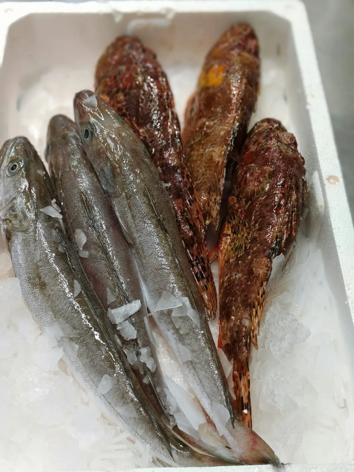 Fresh fish on ice